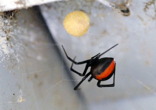 redback in the power box 2