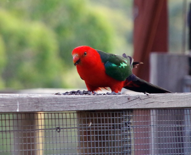 vivid king parrot