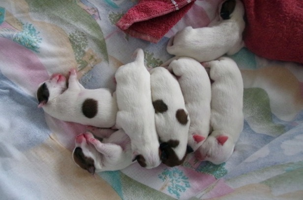 seven puppies