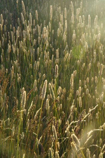 Grass left in the paddocks