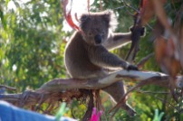 Koala with sore leg