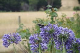 New Holland Honey-eater and agapanthus